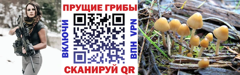 Псилоцибиновые грибы прущие грибы  купить наркотик  Киселёвск 